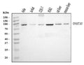 Anti-DNMT3B Antibody Picoband®