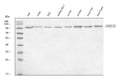 Anti-DNMT3B Antibody Picoband®