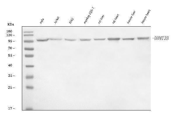 Anti-DNMT3B Antibody Picoband®