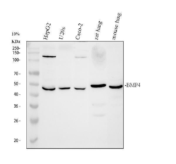 Anti-BMP4 Antibody Picoband®