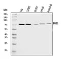 Anti-BACE1 Antibody Picoband®
