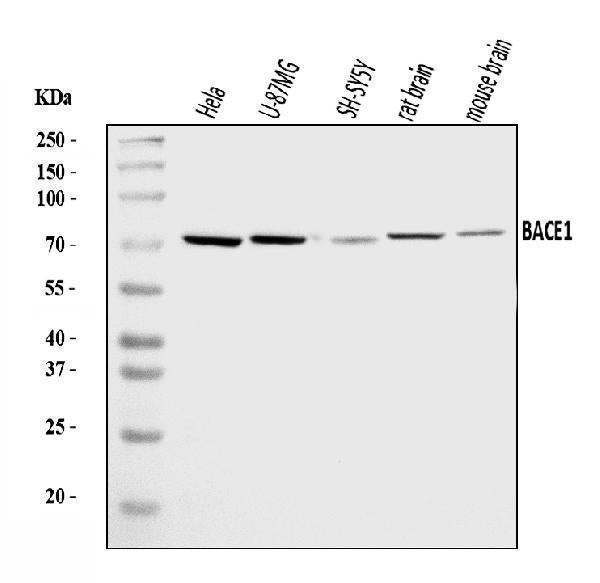 Anti-BACE1 Antibody Picoband®