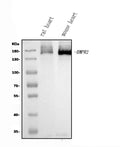Anti-BMPR2 Antibody Picoband®