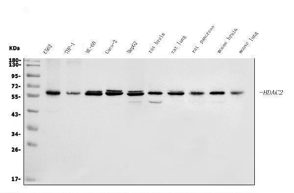 Anti-HDAC2 Antibody Picoband®