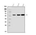 Anti-NOX2/gp91phox/CYBB Antibody Picoband®