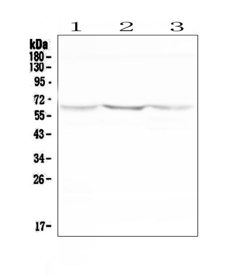 Anti-NOX2/gp91phox/CYBB Antibody Picoband®