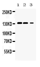 Anti-JAK1 Antibody Picoband®
