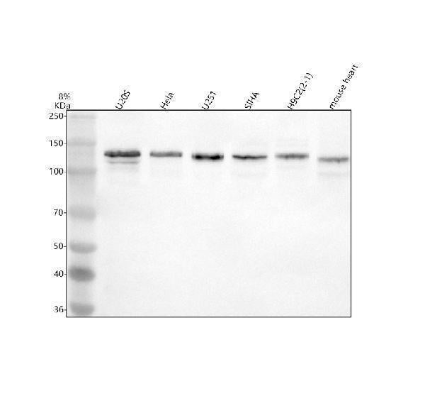 Anti-PAM Antibody Picoband®
