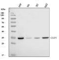 Anti-Caspase-3(p17)/CASP3 Antibody Picoband®