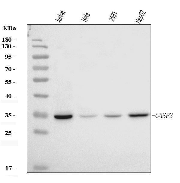 Anti-Caspase-3(p17)/CASP3 Antibody Picoband®