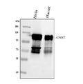 Anti-Calpastatin/CAST Antibody Picoband®