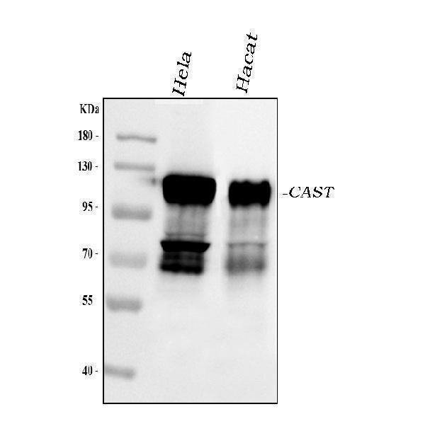 Anti-Calpastatin/CAST Antibody Picoband®