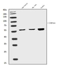 Anti-Cytochrome P450 3A4/CYP3A4 Antibody Picoband®