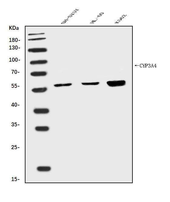 Anti-Cytochrome P450 3A4/CYP3A4 Antibody Picoband®