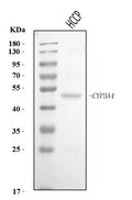 Anti-Cytochrome P450 3A4/CYP3A4 Antibody Picoband®