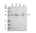 Anti-NFAT2/NFATC1 Antibody Picoband®