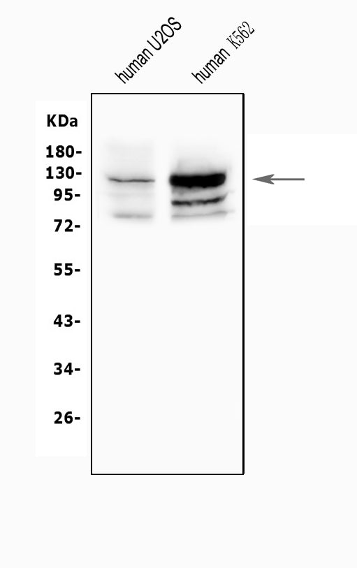 Anti-NFAT2/NFATC1 Antibody Picoband®