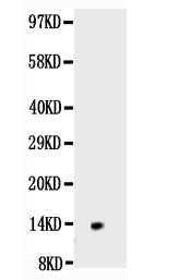 Anti-NGF/NGF Beta Antibody Picoband®