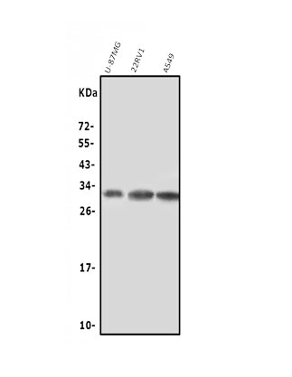 Anti-NGF Antibody Picoband®