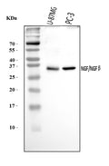 Anti-NGF Antibody Picoband®