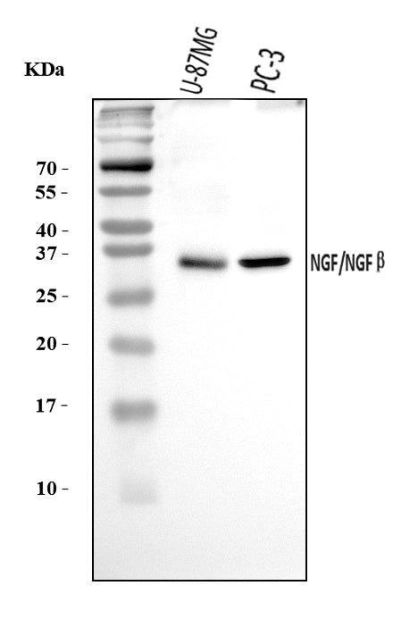 Anti-NGF Antibody Picoband®