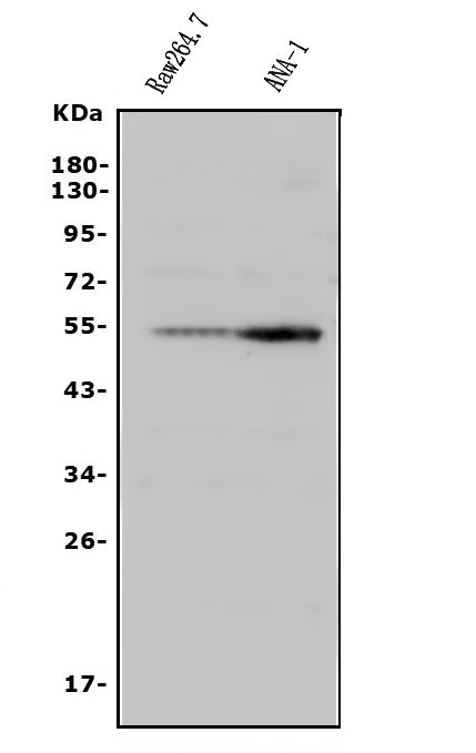 Anti-CD4 Antibody Picoband®