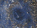 Anti-Cd4 Antibody