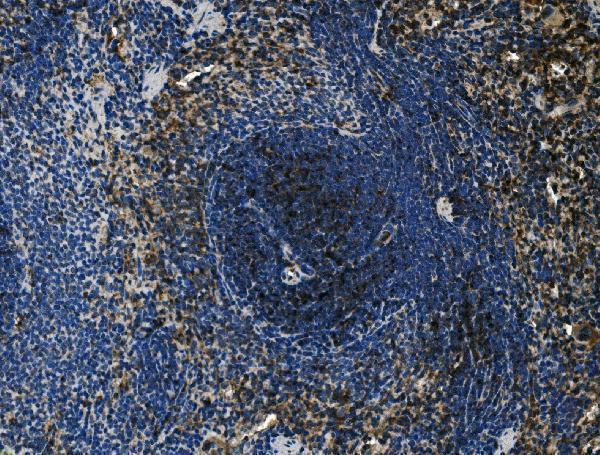 Anti-Cd4 Antibody