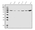 Anti-ATG7 Antibody Picoband®