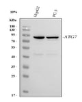 Anti-ATG7 Antibody Picoband®