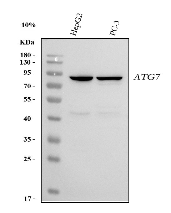 Anti-ATG7 Antibody Picoband®