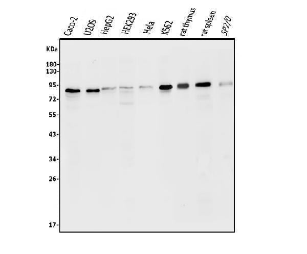 Anti-ATG7 Antibody Picoband®