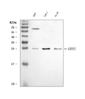 Anti-GRB2 Antibody Picoband®
