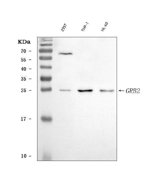 Anti-GRB2 Antibody Picoband®