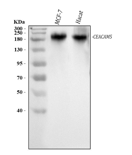 Anti-CEA/CEACAM5 Antibody Picoband®