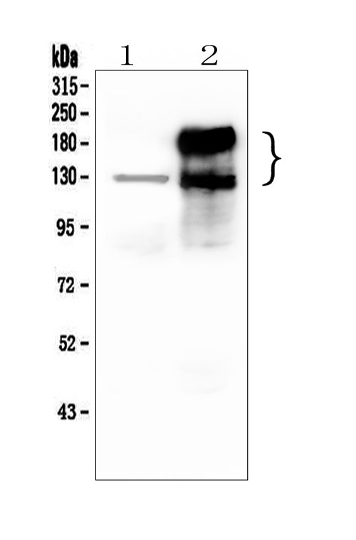 Anti-CEACAM5 Antibody Picoband®