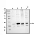 Anti-Cdk6 Antibody Picoband®