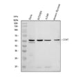 Anti-CD47 Antibody Picoband®