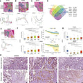 Anti-CD47 Antibody Picoband®