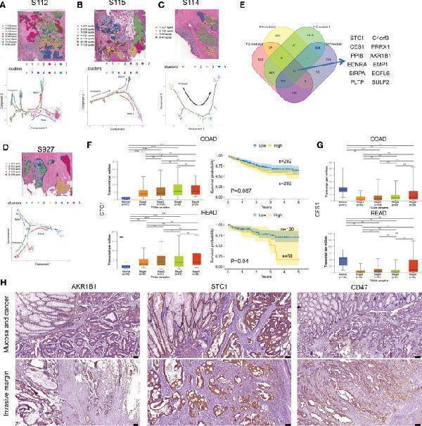 Anti-CD47 Antibody Picoband®