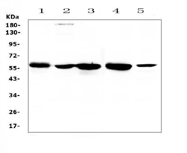 Anti-ETV6/Tel Antibody Picoband®