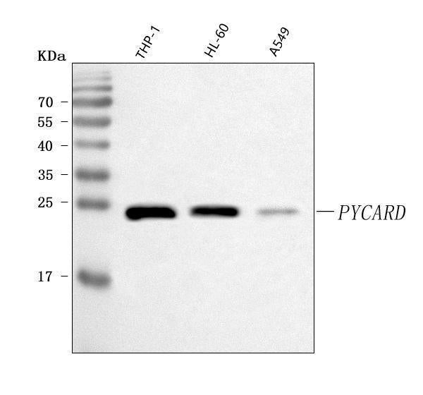 Anti-ASC/TMS1/PYCARD Antibody Picoband®