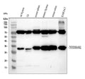 Anti-TNFSF11 Antibody Picoband®