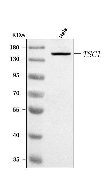 Anti-Hamartin/TSC1 Antibody Picoband®