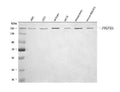 Anti-PDGFRA Antibody Picoband®