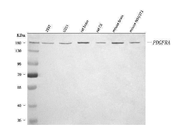 Anti-PDGFRA Antibody Picoband®