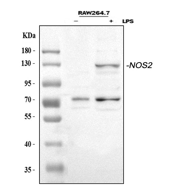 Anti-iNOS/Nos2 Antibody Picoband®