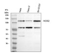 Anti-iNOS/NOS2 Antibody Picoband®