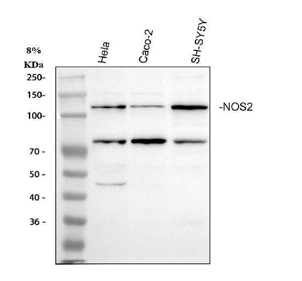 Anti-iNOS/NOS2 Antibody Picoband®
