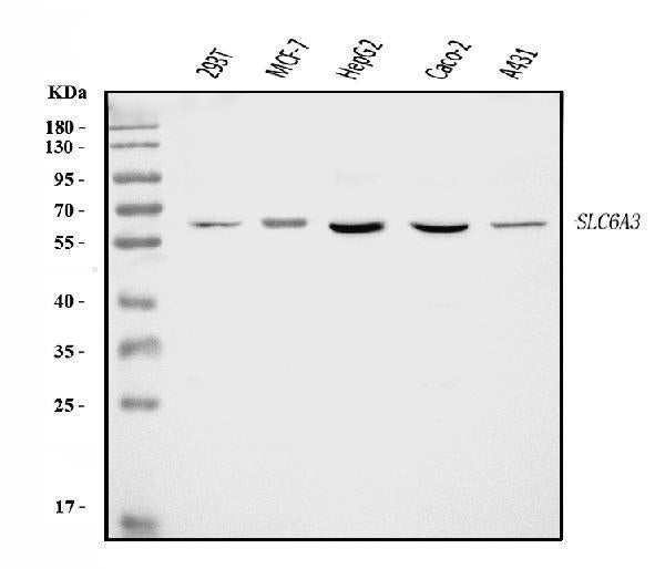 Anti-Dopamine Transporter/SLC6A3 Antibody Picoband®